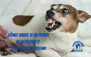 Como saber si mi perro es agresivo