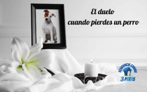 Muerte de un perro