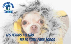 ¿Los perros pasan frío?