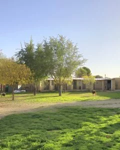 Instalaciones exteriores de residencia canina en entorno natural en Madrid