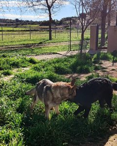 Perros socializando en zona exterior vallada de residencia canina en entorno natural