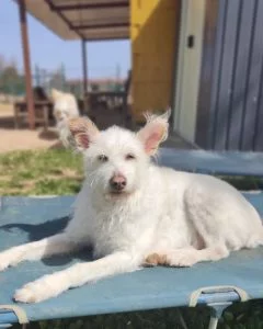 Perro descansando tranquilamente en residencia canina al aire libre