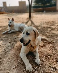 Perros descansando al aire libre en residencia canina en entorno natural