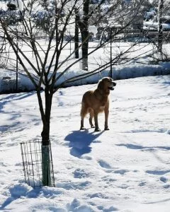 Perro disfrutando de espacio al aire libre en residencia canina en entorno natural