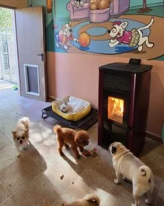 Perros descansando y jugando en estancias climatizadas de una residencia canina en Madrid