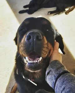 Perro relajado recibiendo caricias en una residencia canina con atención personalizada