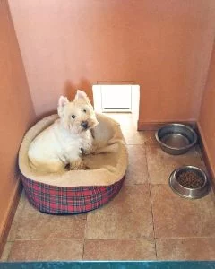 Perro descansando en estancia individual con cama y alimentación en residencia canina