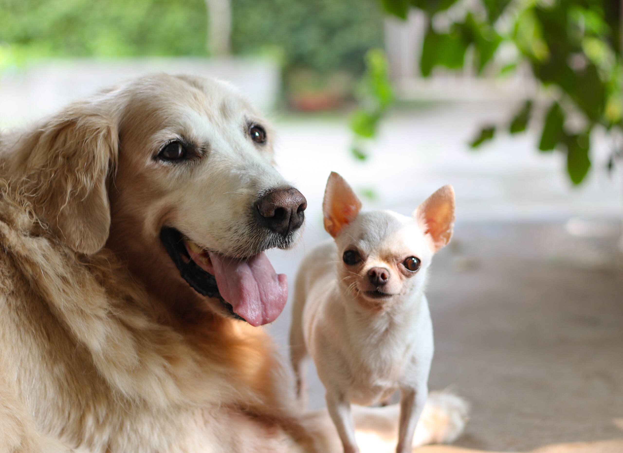 dos perros posando felices