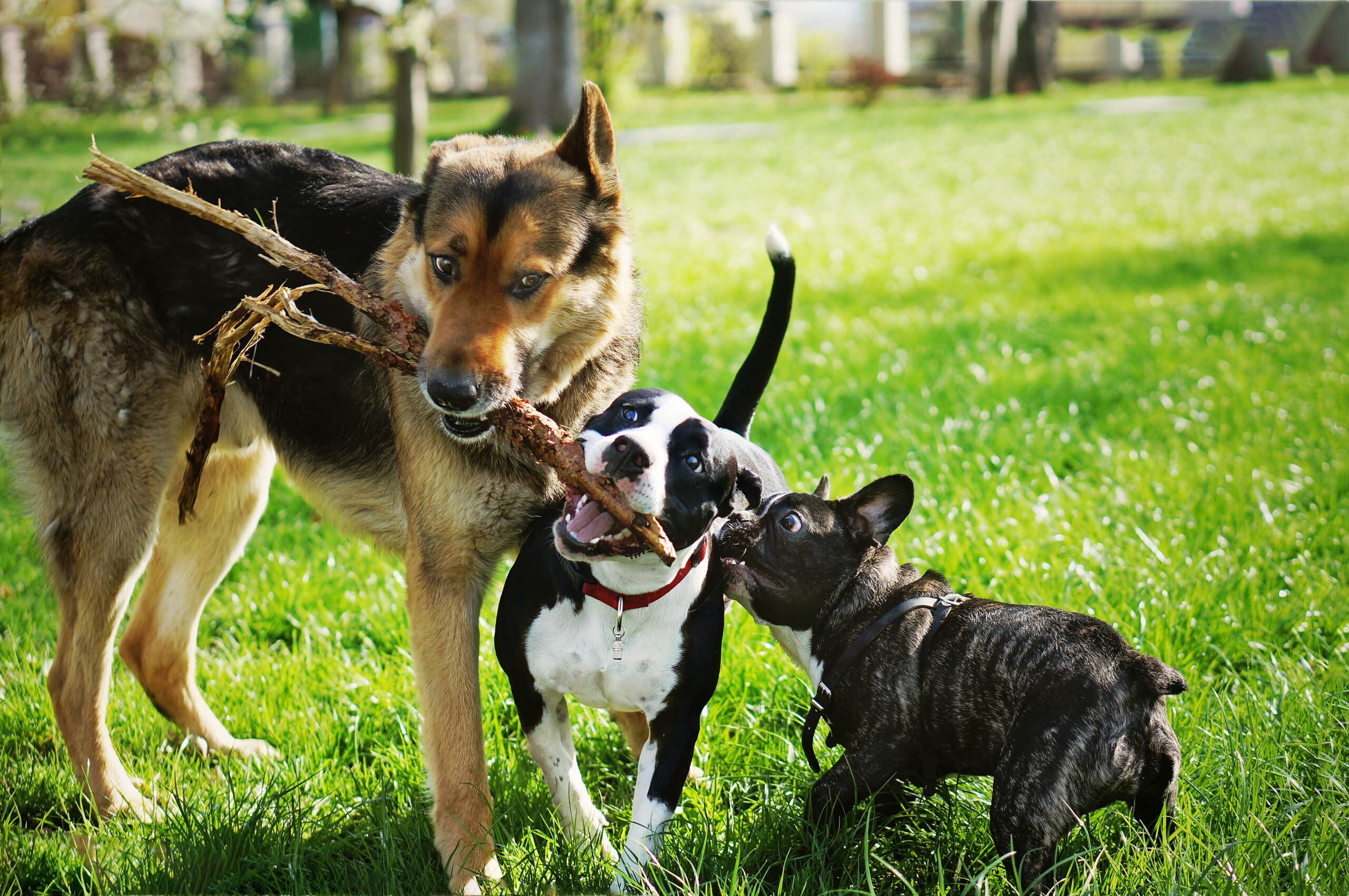 Tres perros jugando con un pelo