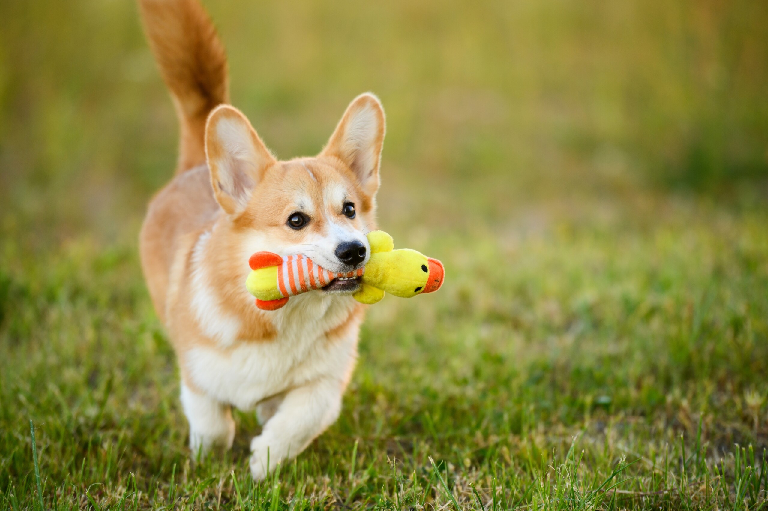 Perro pequeño jugando con su juguete