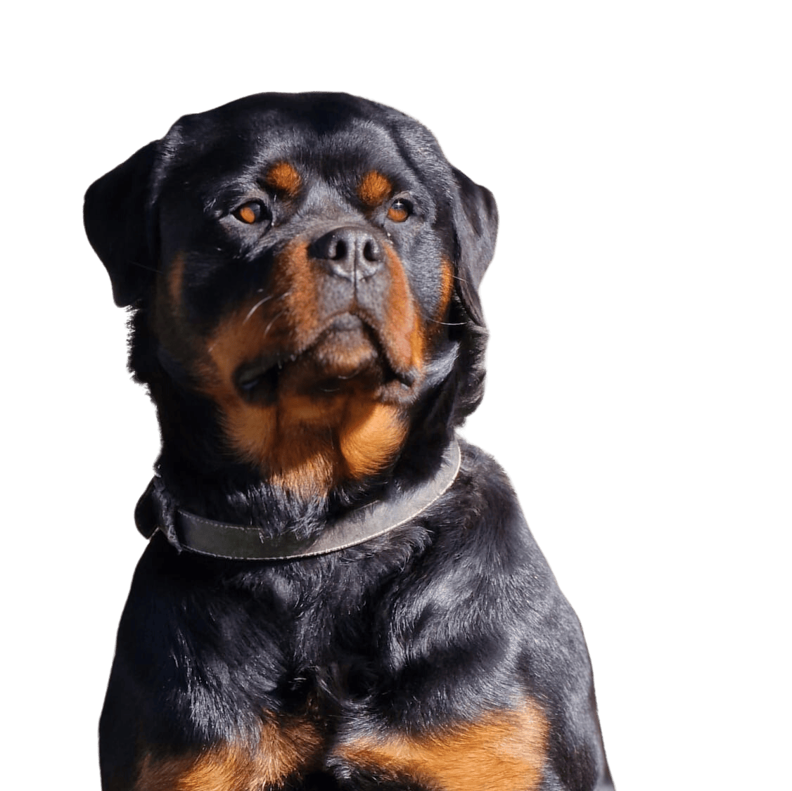 Perro potencialmente peligroso, Ley PPP png