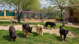 residencia canina en el sur de madrid