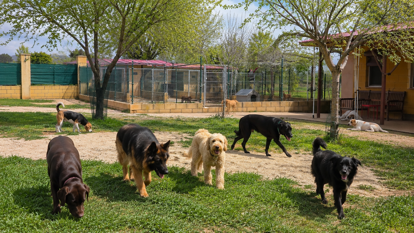 residencia canina en el sur de madrid