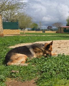 Perro relajado en espacios exteriores de residencia canina en entorno natural